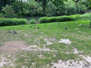 Pigeons and ducks in a park