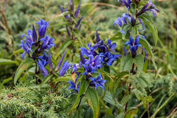 Blue Alpine flower in Bulgarian Mountains.