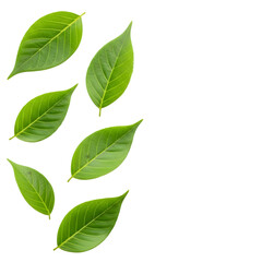 Obraz premium Green leaves arranged vertically on left side isolated on a transparent background leaf plant nature