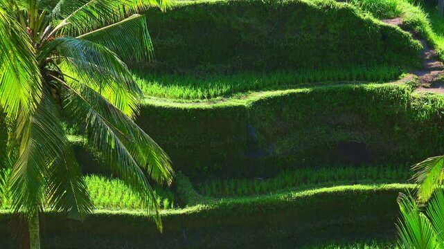Palm trees with spreading green leaves swaying in wind against rice terraces illuminated by sunlight on background. Tropical plantation of food crops. Hill covered with paddy fields. Still camera.