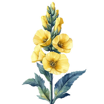 watercolor of Mullein Flower, isolated on a white background.