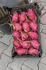Fresh Harvested Dragon Fruit or Pitaya in Black Plastic Crate