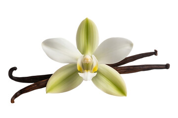 White vanilla orchid flower, with dark brown vanilla beans, cutout, PNG isolated on transparent background