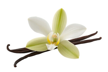 White vanilla orchid flower, with dark brown vanilla beans, cutout, PNG isolated on transparent background
