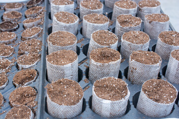 Seedling Starter Trays with Soil Plugs for Agricultural Propagation