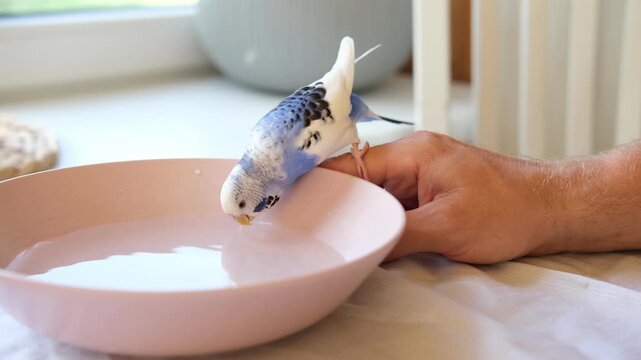 Parrot is bathing in a bowl of water next to the cage. Budgie splashing. Domestic animals healthy lifestyle. Pets care. Budgerigar bird funny video. Parakeet with wet feathers after swimming. 4K