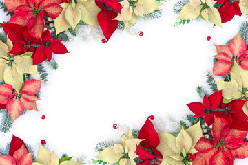 Christmas decoration with red and white poinsettia flowers, white and red berries and fir branches on a white background with copy space. Top view, flat lay