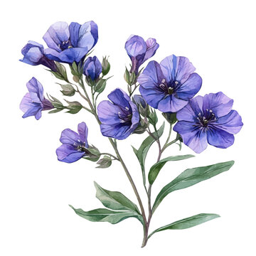 Matthiola Flower, vector clipart in watercolor with smooth gradients, isolated on a white background.