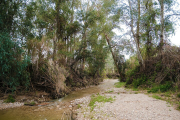 Stream flowing gently through a lush, green forest with tall trees and dense vegetation, showcasing a serene natural environment