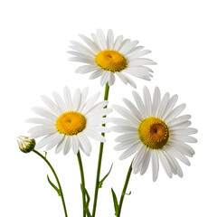 Naklejka premium Three white daisies with yellow centers and green stems in full bloom isolated on a transparent background