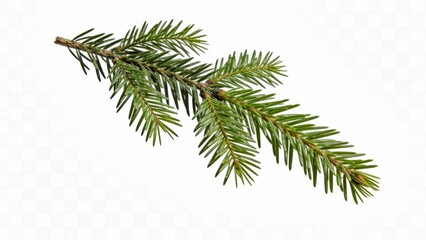 Green fir tree branch isolated on white background  