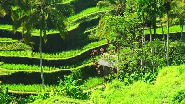 Breathtaking scenery with traditional Asian rice terraces descending down and agricultural building. Landscape with grain plantation and palm trees on sunny day. Camera zooms out. Ubud, Indonesia.