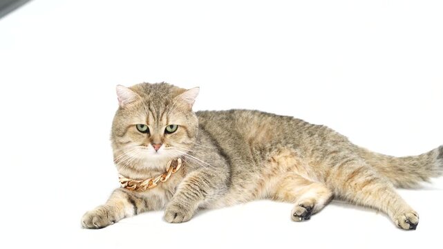 Fluffy cat with golden chain lying on white background, showcasing unique fur pattern and expressive charm, exuding elegance and confidence with striking green eyes