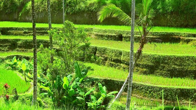 Rice terraces with neat rows of seedlings surrounded by lush green tropical vegetation. Traditional Asian food crops farm with small shed and palm trees. Camera stays still. Ubud, Bali, Indonesia.
