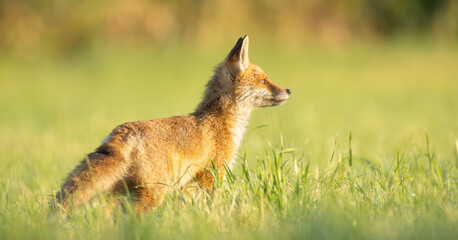 Fuchs © Christian