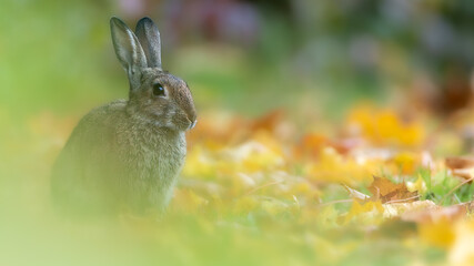 Fototapeta premium Wildkaninchen
