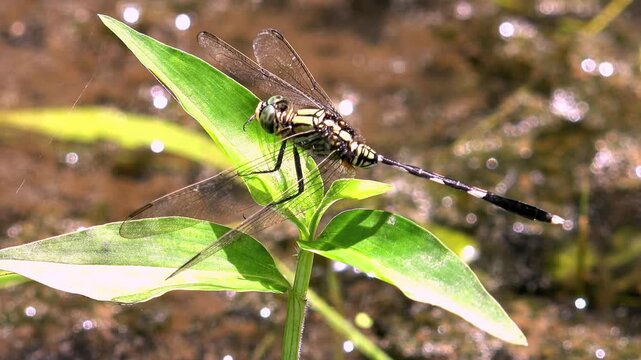 Close-up of Slender Skimmer or Green Marsh Hawk (Orthetrum Sabina) sitting on smooth green leaf of exotic plant. Amazing dragonfly with transparent wings filmed in tiny details. Camera stays still.