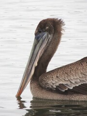 A juvenile brown pelican swims along