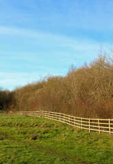Obraz premium Wooden fence winding along green field bordering bare winter trees under clear blue sky in rural landscape