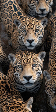 A high-angle shot of a phone screen displaying an image of 40 profiles of jaguars gazing intently at the viewer, positioned against a backdrop of earthy tones The image features severa - AI-Generated