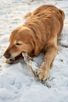  Golden Retriever Dog Chewing Wooden Stick in Oslo, Norway
