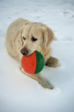  "Golden Retriever Pup Relaxing on Snowy Landscape in Oslo, Norway with Orange and Green Ball"