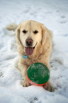  "White Golden Retriever Guarding His Colorful Ball in Snowy Oslo, Norway"