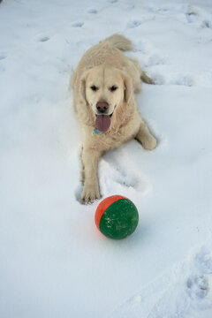  White Golden Retriever Guarding His Toy on Snowy Landscape in Oslo, Norway