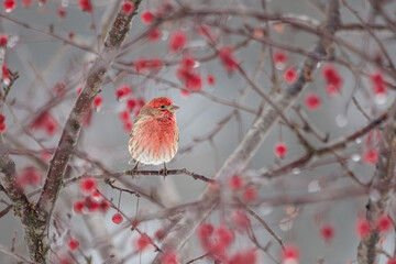A rosy colored House Finch perches in a Crabapple Tree during a freezing rain storm. The rosy color of the finch's feathers matches the rosy colored apples hanging from the branches.
