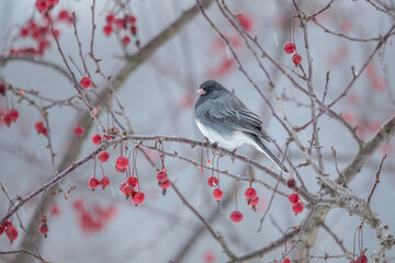 A Dark Eyed Junco perches in a Crabapple Tree during a freezing rain storm. There are beads of rain clinging to the birds feathers.