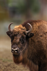 Portrait of a European Bison with a Blurred Natural Background