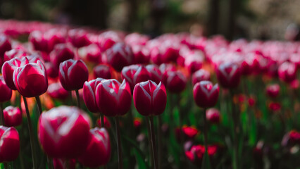 Field of red tulips in backlight, spring floral landscape, blurred background, bokeh effect, romantic nature, garden, colorful composition. © Jaroslava