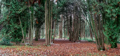 Fleecedeken met foto Herfst Dense forest with tall evergreen and deciduous trees covering the landscape, creating a calm and peaceful scene with a ground full of colorful fallen foliage during the autumn season  © Artem