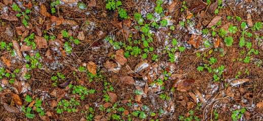 Naklejka premium Forest floor offering a natural texture with brown fallen leaves, pine needles, green sprouting plants, and patches of white snow suggesting the coldness of winter
