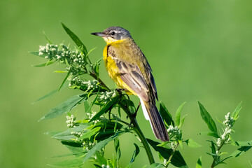 Yellow Wagtail Bird Sitting On Branch