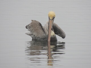 pelican on the water
