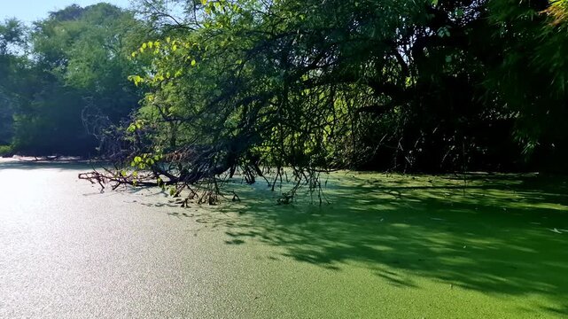 A marsh channel covered by dense green duckweed features low overhanging branches dipping toward water and casting patterned shadows, forming an intimate forested wetland scene at Keoladeo Bird Sanctu