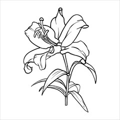 Lily Flower sketch. Vector Lilies illustration. Flower arrangement drawing in line art style. Botanical sketch Lily painted by black inks. Bouquet of Lilies. Graphics element outline of Flower EPS10