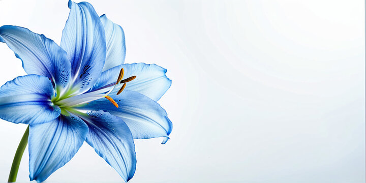 Beautiful Blue Flower