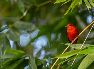 summer tanager
