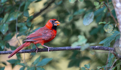 cardenal