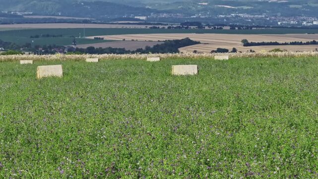 Close drone and telephoto flight over a flowering meadow and alfalfa field in Thuringia, moving toward straw bales, insects flying, heat shimmer, Thuringian Forest in the background.