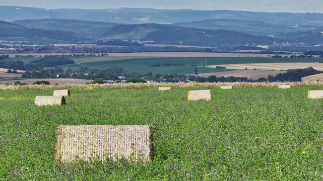 Close drone and telephoto flight over a flowering meadow and alfalfa field in Thuringia, moving right, scattered straw bales, insects flying, heat shimmer, Thuringian Forest in the background.