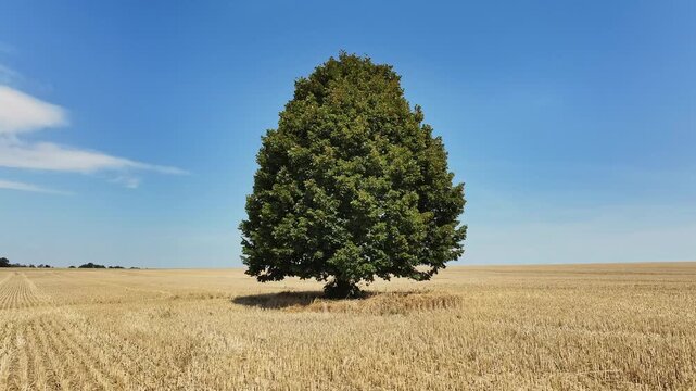 Drone circles a solitary tree on a harvested stubble field in midsummer, capturing the full tree centrally against the rural landscape.