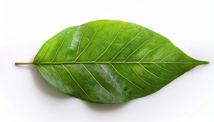 Obraz premium vivid green leaf isolated on white background with detailed vein structure