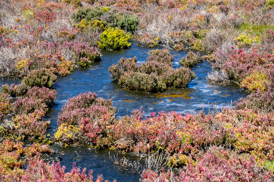 Coastal saltmarsh vegetation at Cheetham Wetlands in Point Cook, Melbourne, Australia. Vibrant halophyte shrubs. Ecosystem supporting native wildlife and wetland biodiversity.