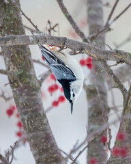 A White Breasted Nuthatch in a Crabapple Tree during a freezing rain storm. There are red Crabapple hanging in the tree.
