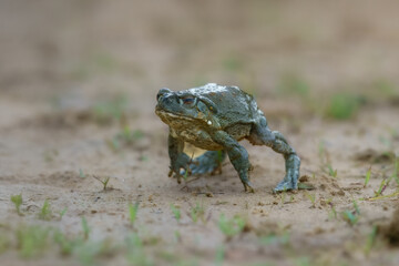 The Colorado River toad (Incilius alvarius), also known as the Sonoran Desert toad, is found in northern Mexico and the southwestern United States.
