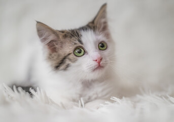 Adorable fluffy kitten on white blanket, calm, clean and cozy lifestyle.