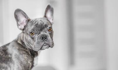 French grey bulldog portrait at home, cozy indoor pet lifestyle moment.